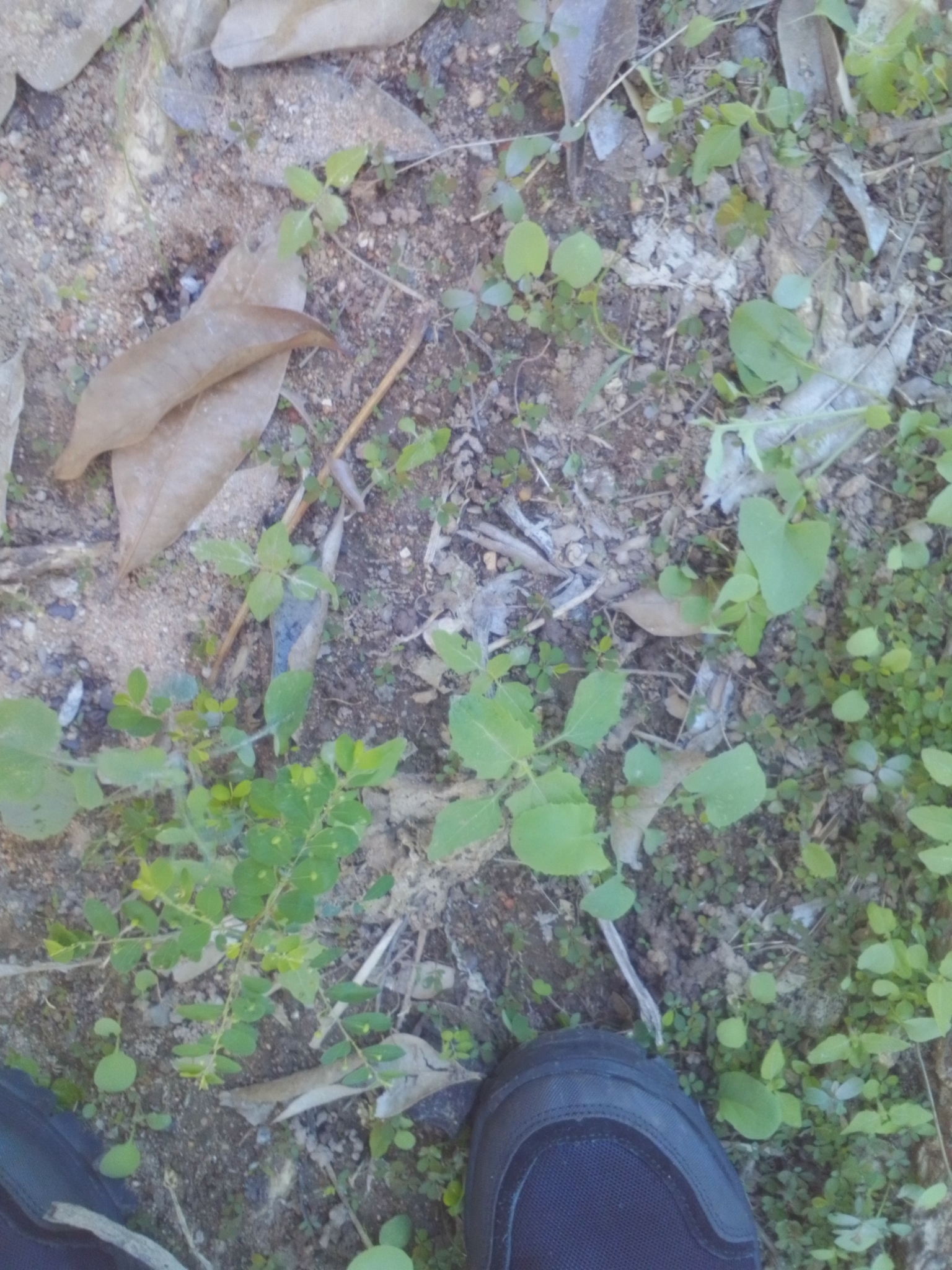 Photo of Mascarene Island leaf-flower (1/8)