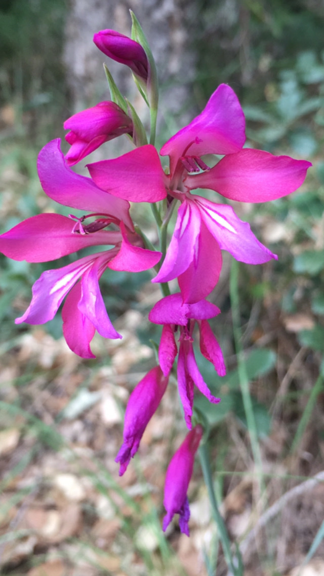 Photo of Field Gladiolus (12/12)