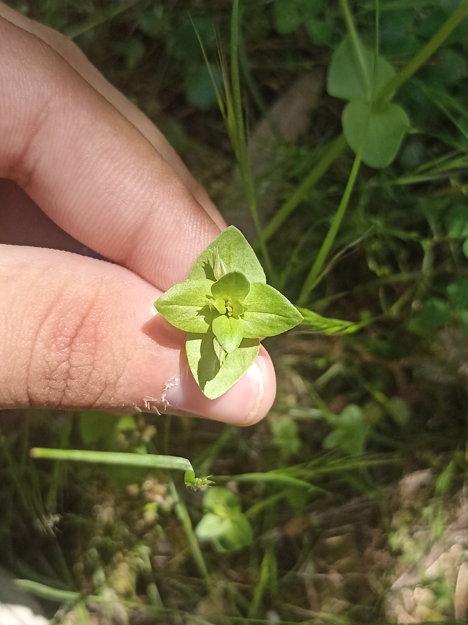 Photo of Blue Scarlet Pimpernel (6/12)