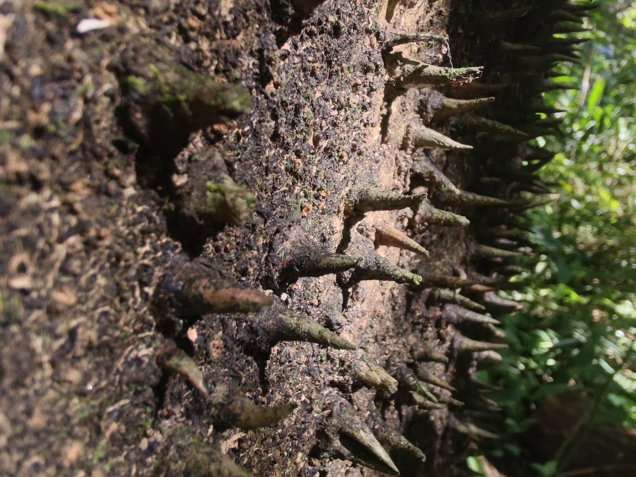 Photo of Angiospermae (1/6)