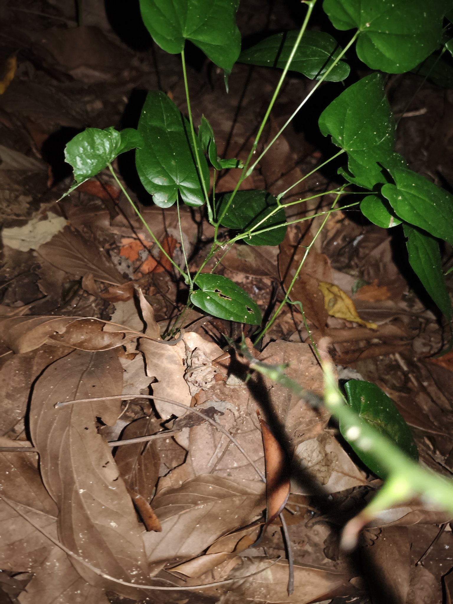 Photo of Dioscorea (5/7)