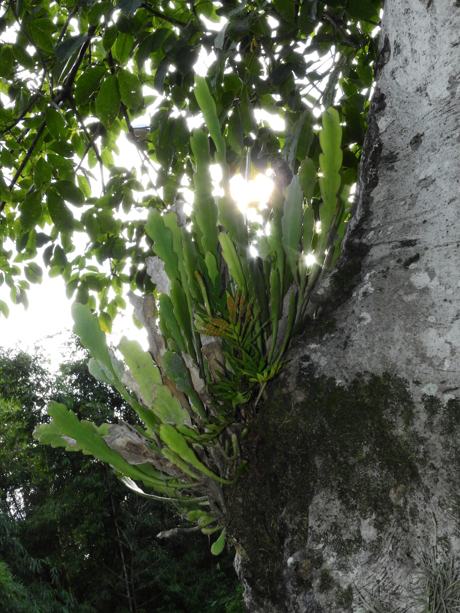 Photo of Epiphyllum phyllanthus (8/12)