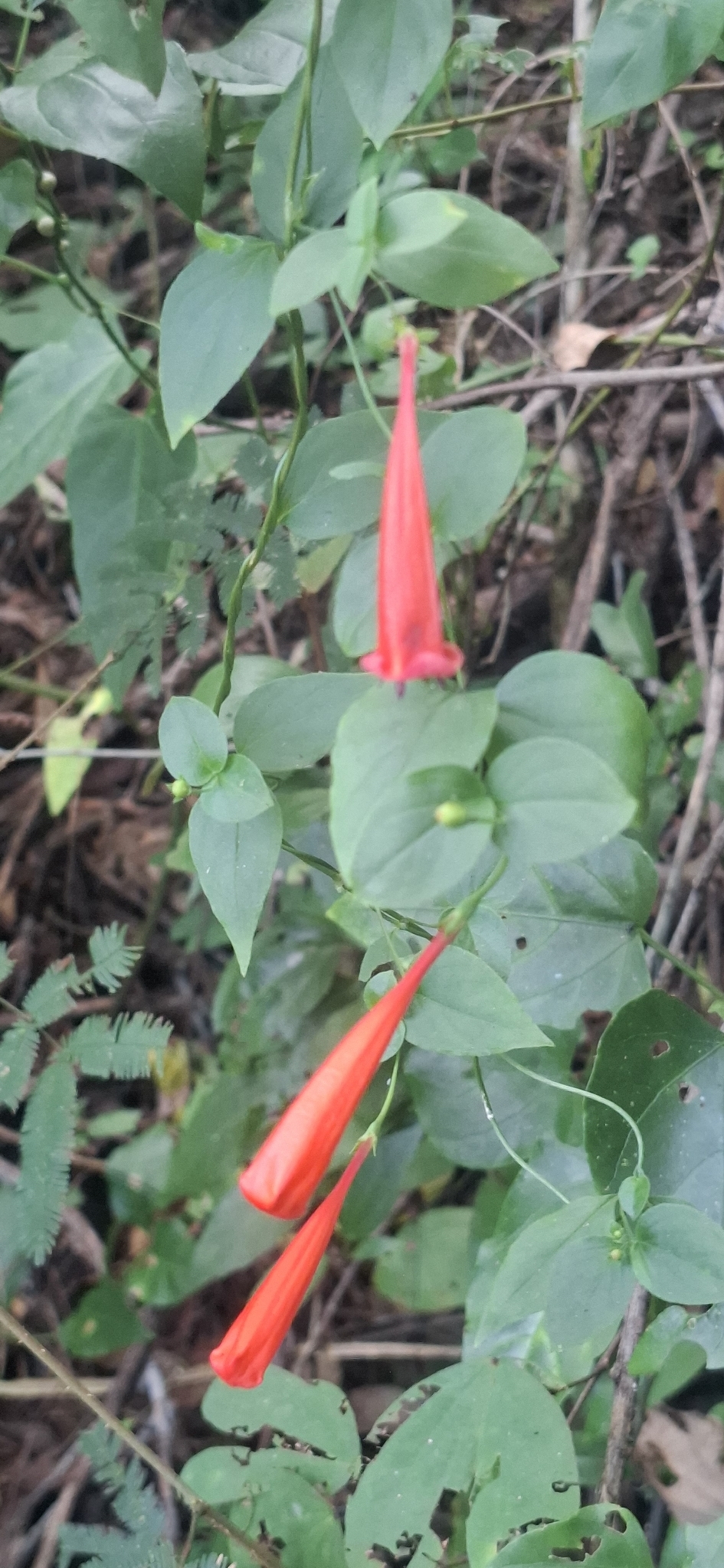 Photo of Firecracker Vine (2/7)