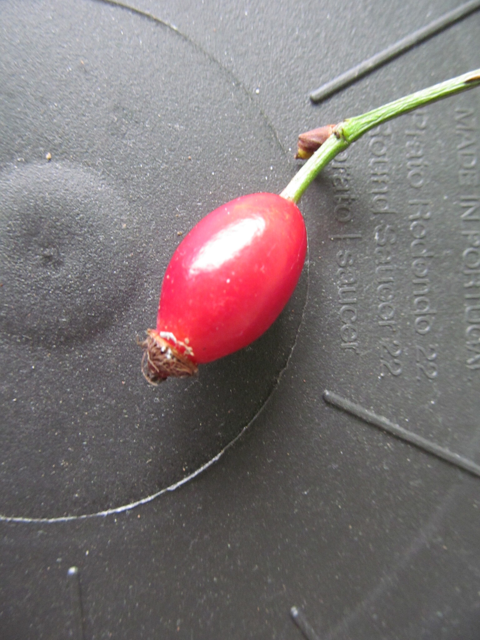 Photo of Dog-rose (8/12)