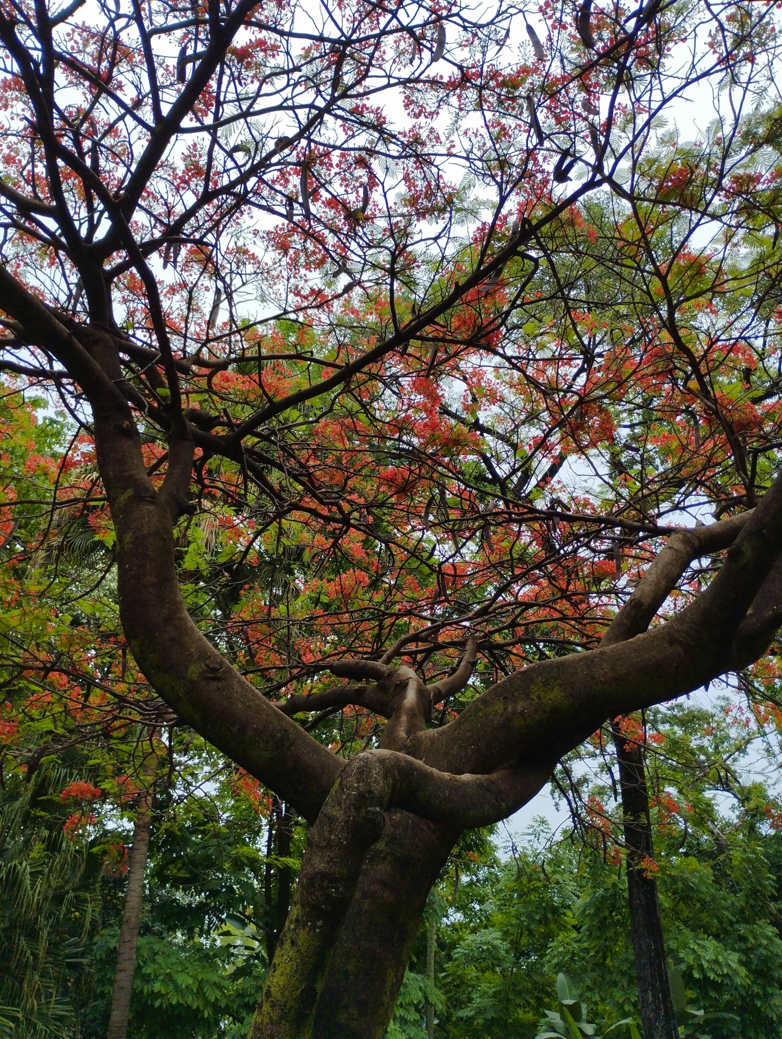 Photo of Flamboyant (8/12)
