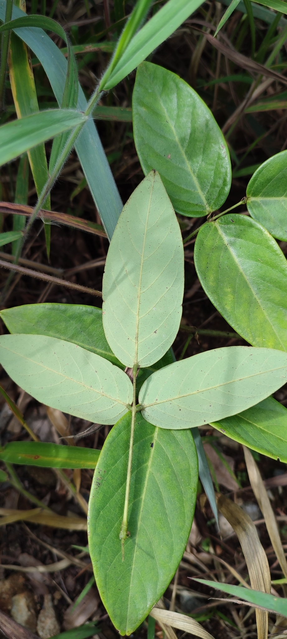 Photo of Clitoria falcata (12/12)