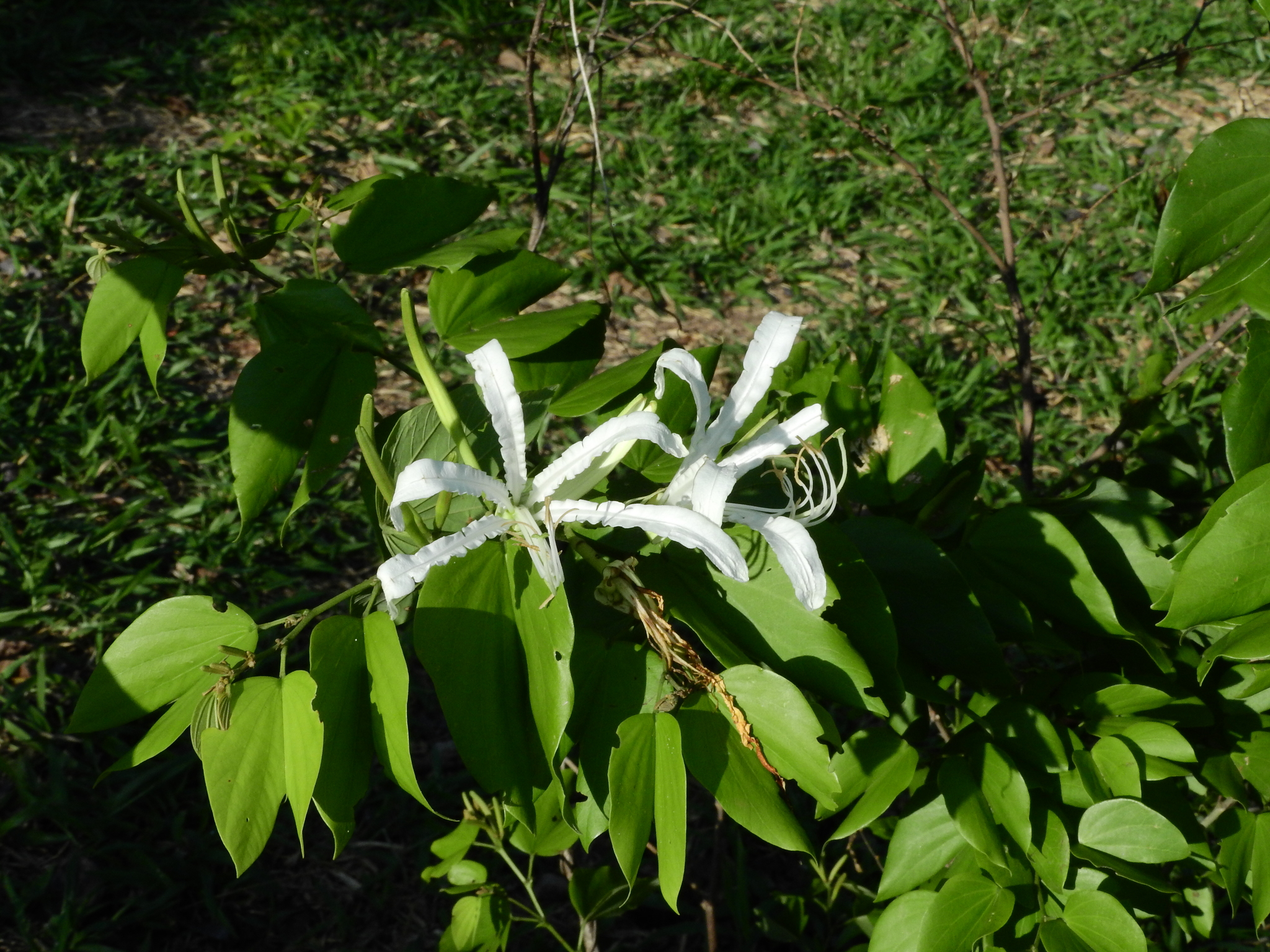 Photo of Brazilian orchid tree (8/12)