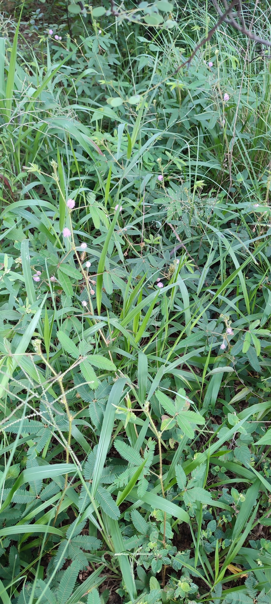Photo of Sensitive Plant (10/12)