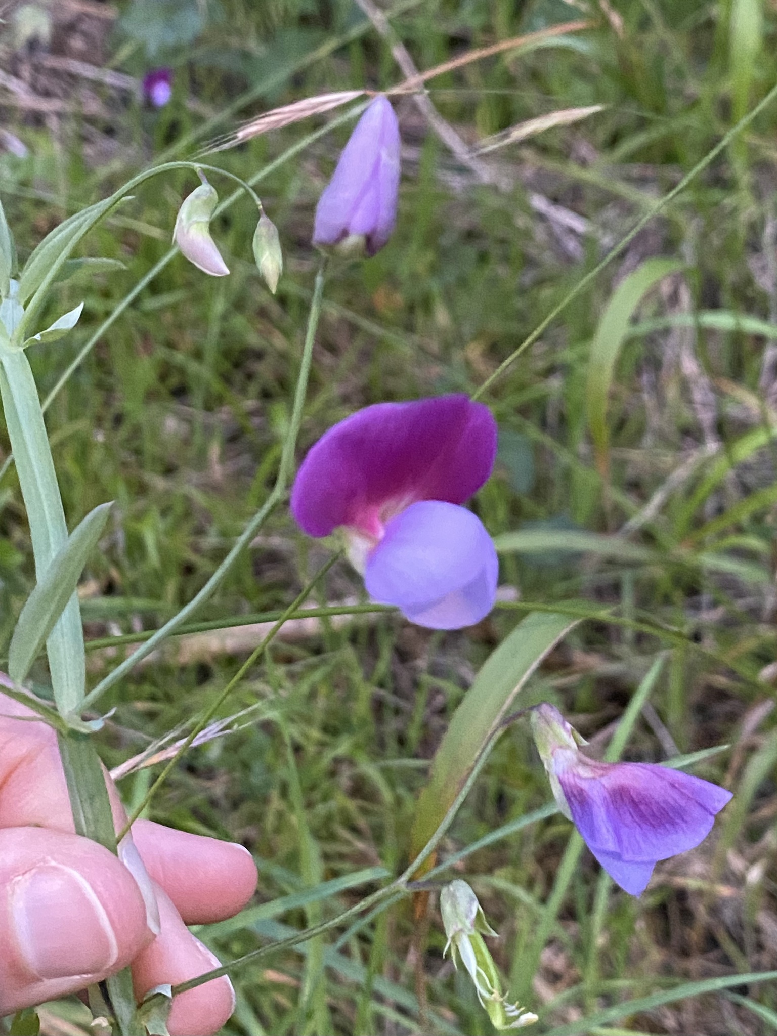 Photo of Crimson Pea (10/12)