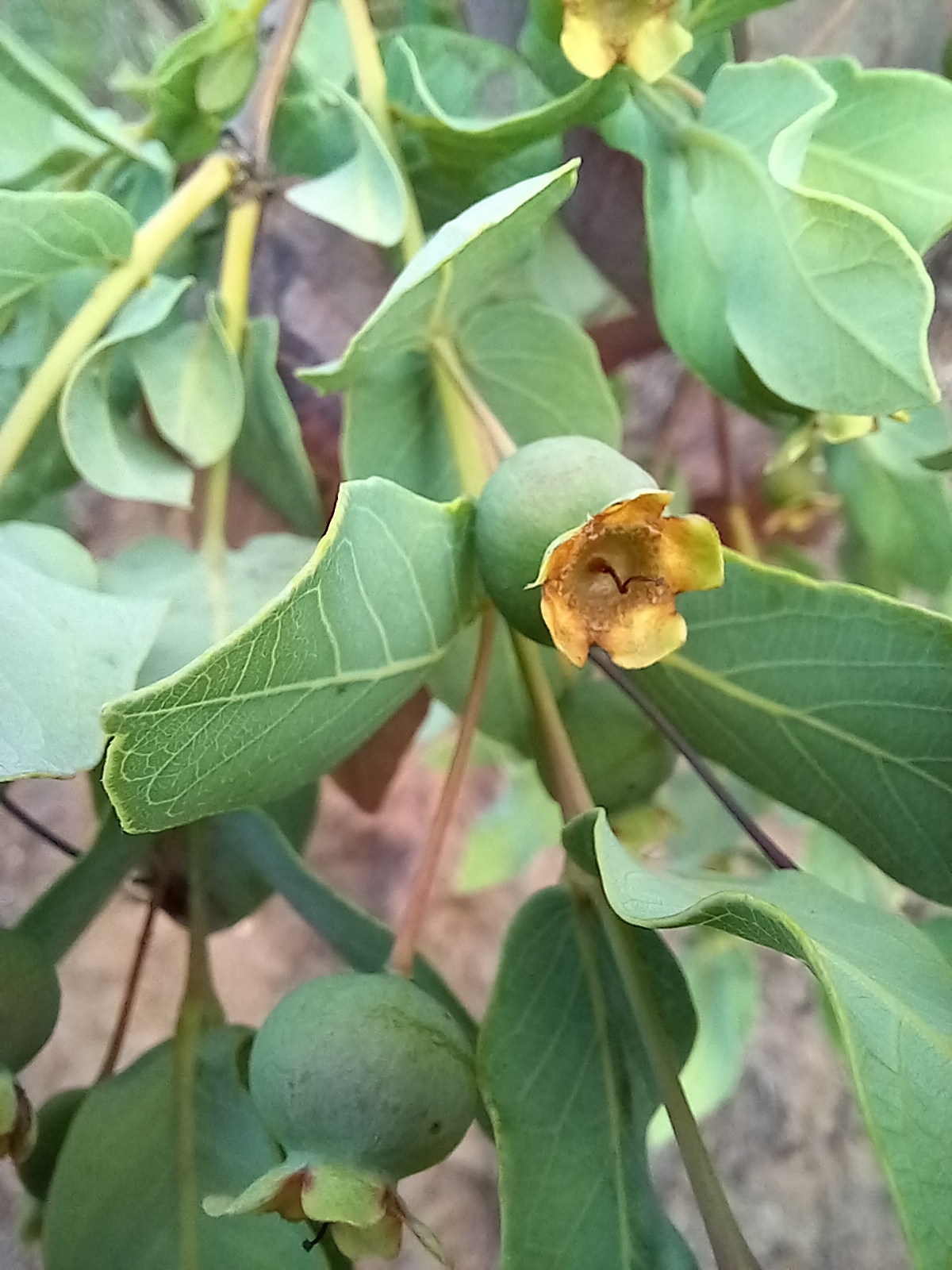 Photo of Brazilian Guava (6/10)