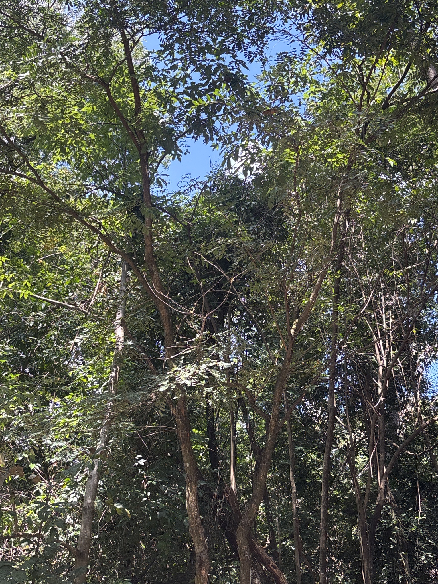 Photo of Platypodium elegans (3/12)