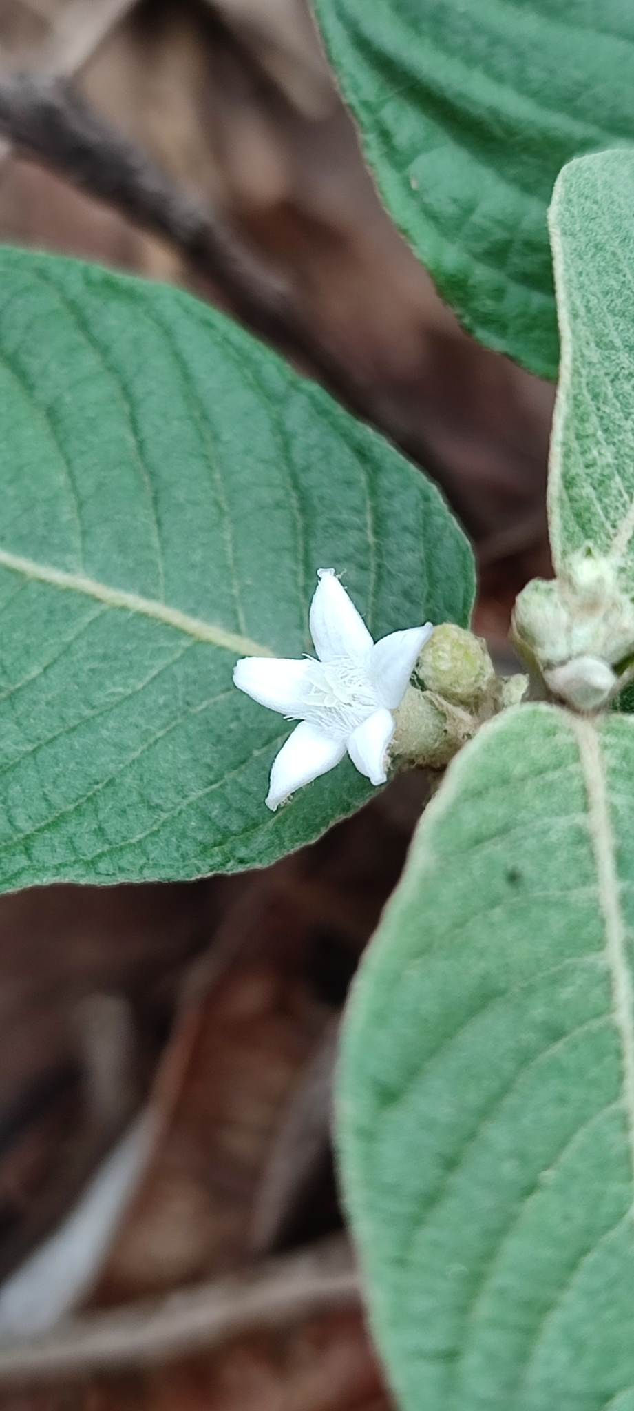 Photo of Sabicea brasiliensis (3/6)