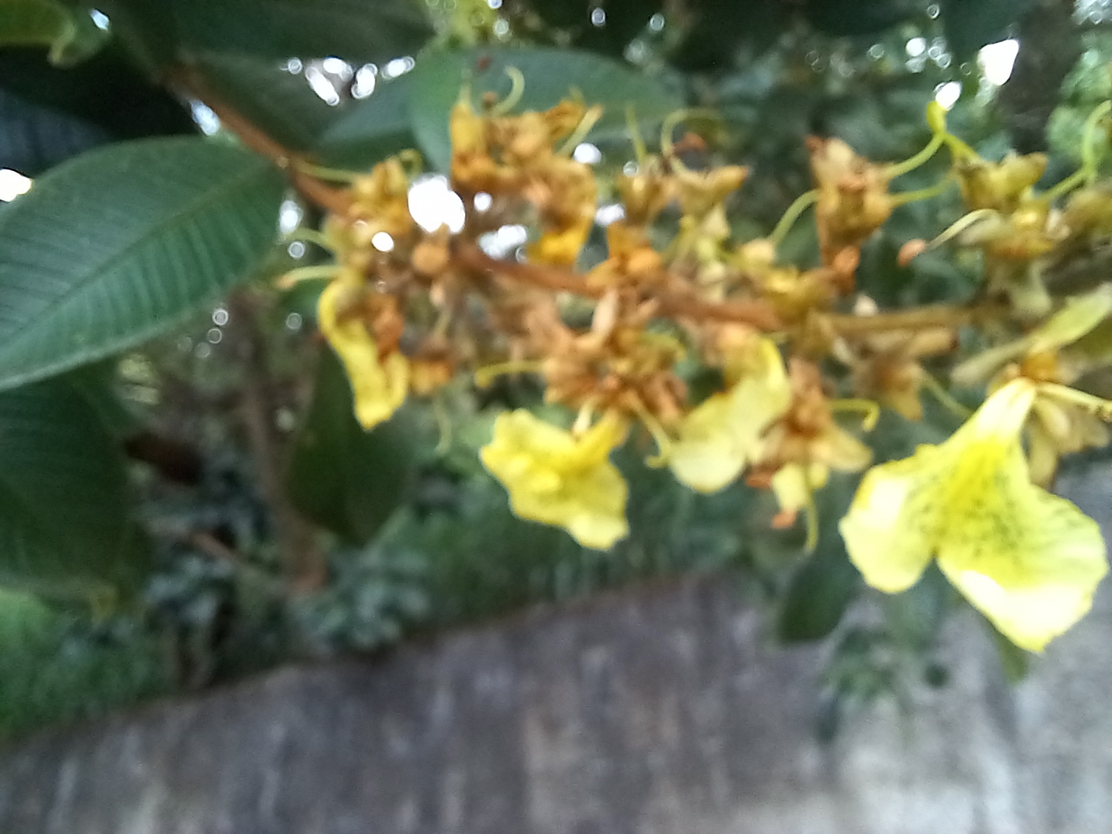 Photo of Qualea multiflora (2/12)