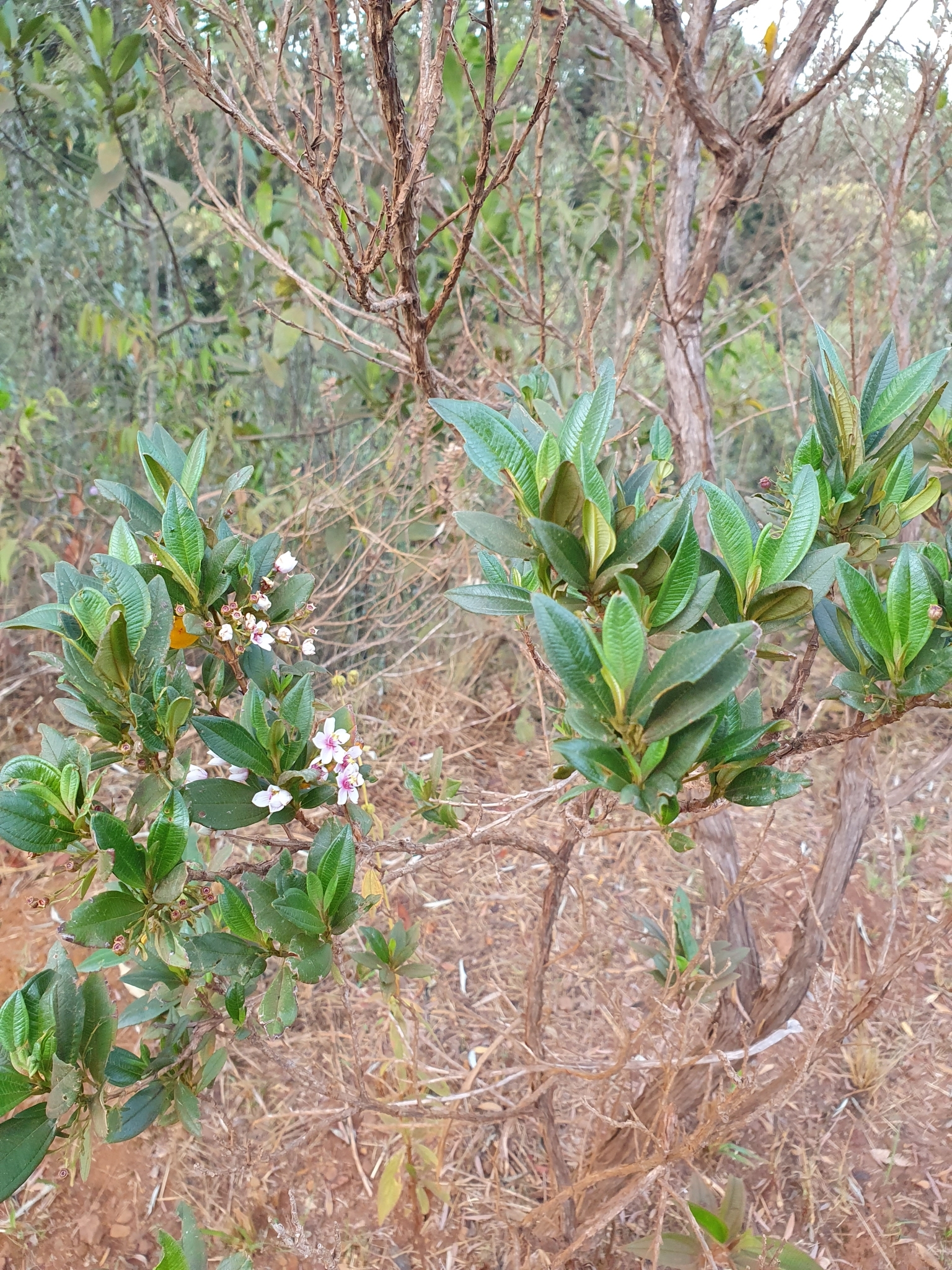 Photo of Trembleya parviflora (4/8)