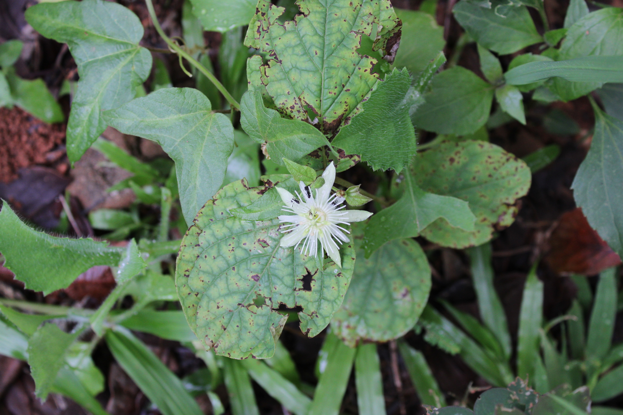 Photo of Passiflora capsularis (4/6)