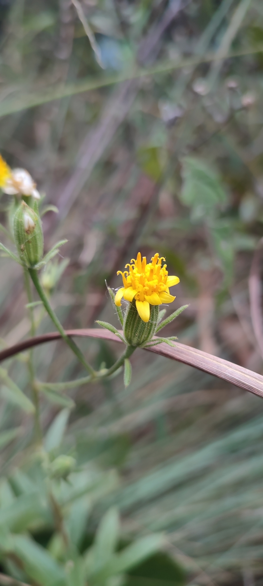Photo of Trixis glutinosa (8/12)