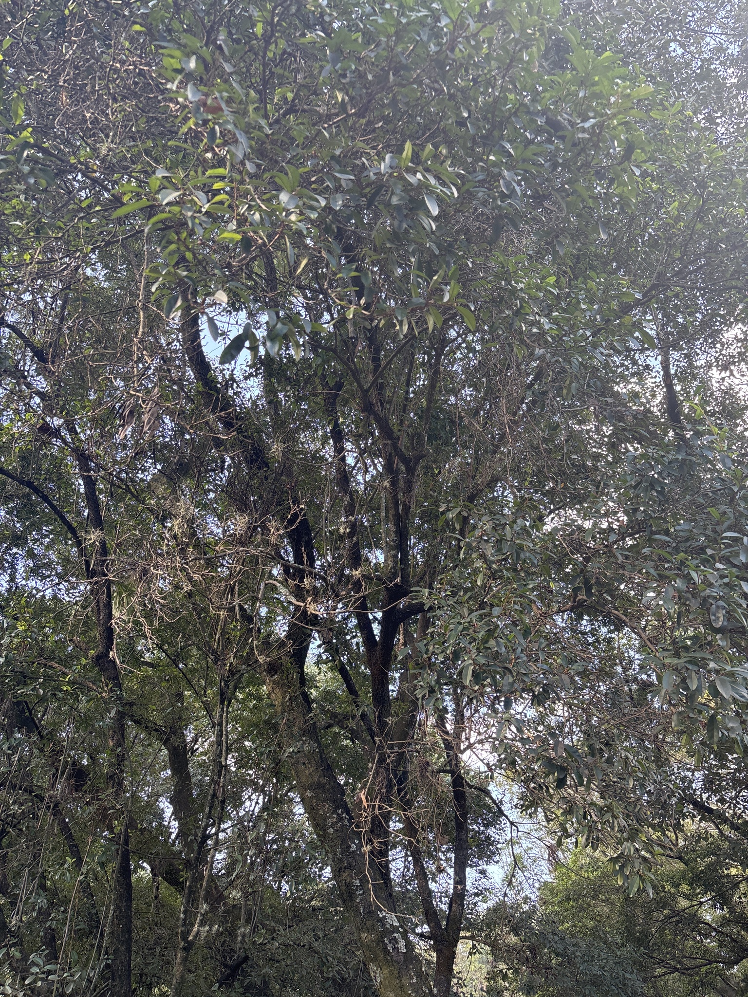 Photo of Chrysophyllum marginatum (12/12)