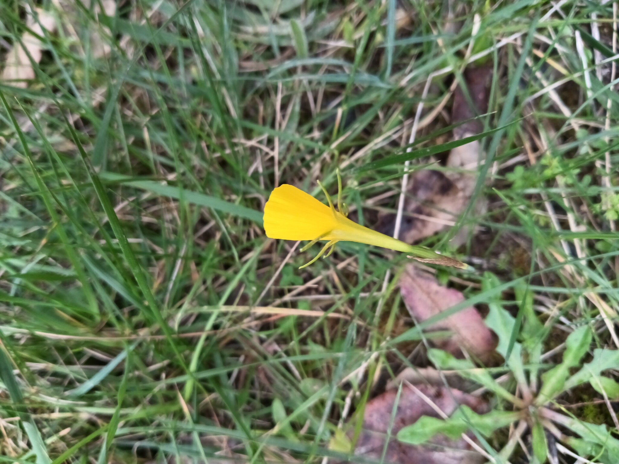 Photo of hoop-petticoat daffodil (12/12)