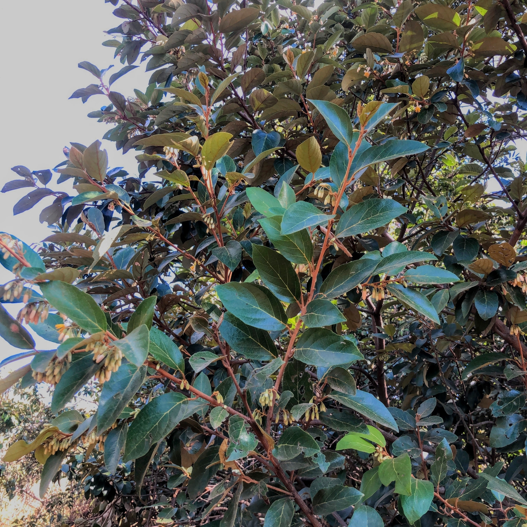 Photo of Styrax ferrugineus (5/12)