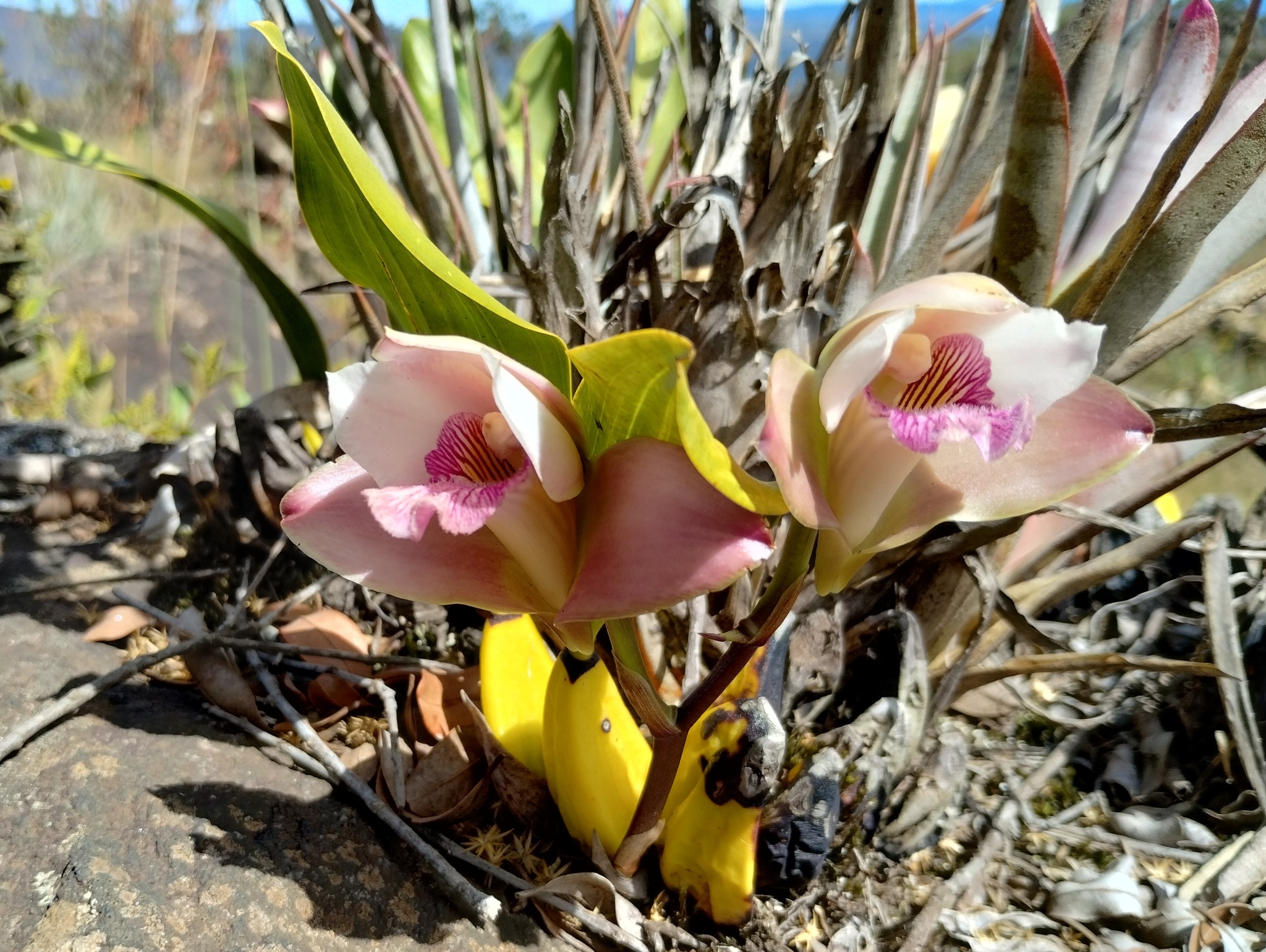 Photo of Bifrenaria harrisoniae (4/10)