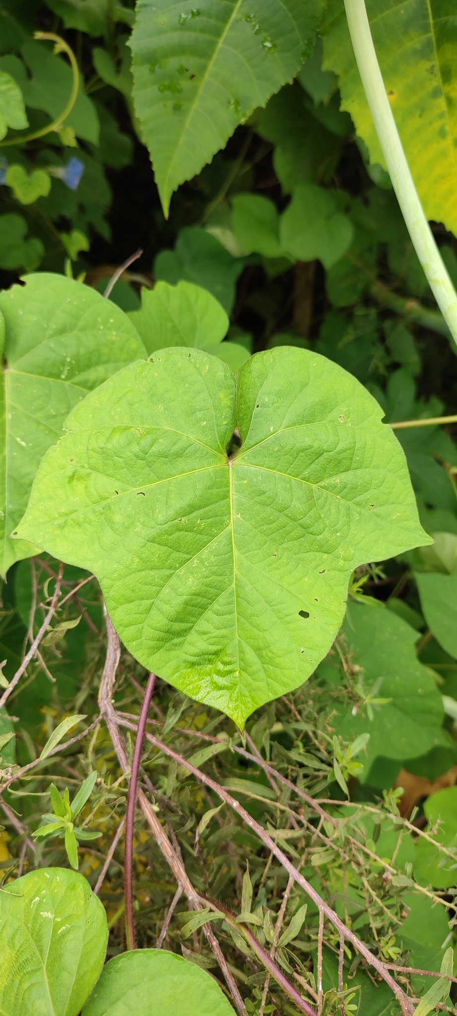 Photo of Japanese morning glory (4/12)