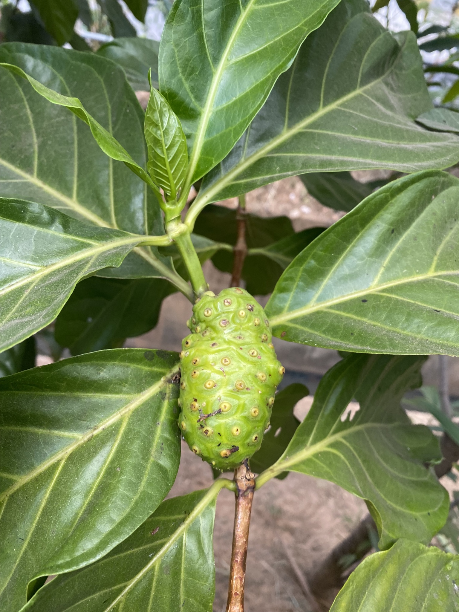 Photo of Noni (4/8)
