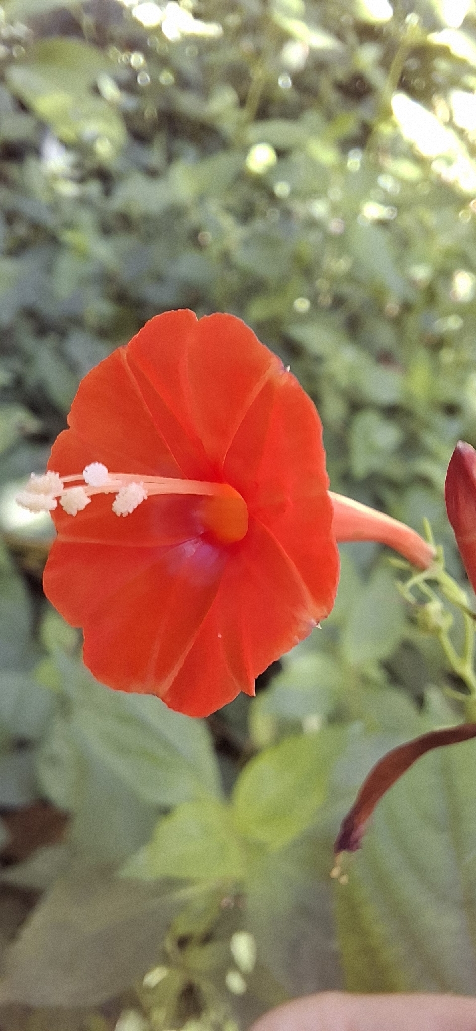 Photo of scarlet creeper (5/11)