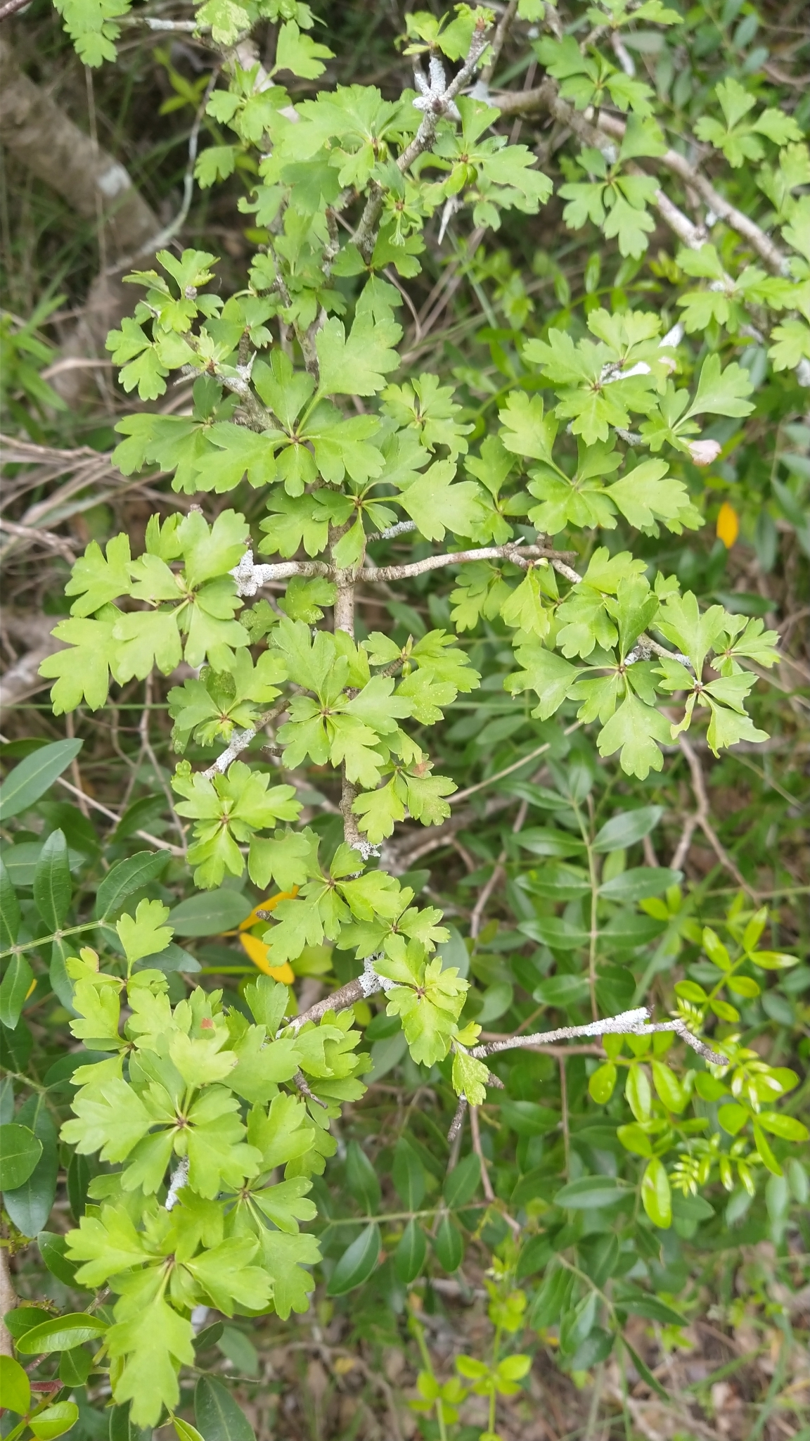 Photo of common hawthorn (6/12)
