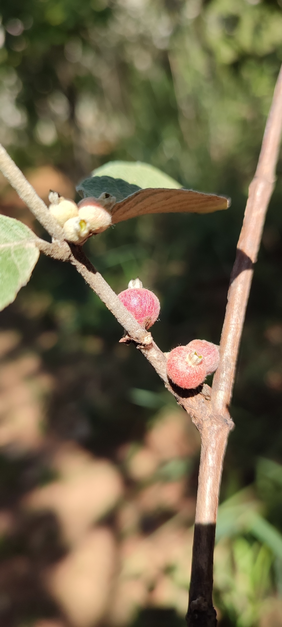 Photo of Sabicea brasiliensis (4/12)