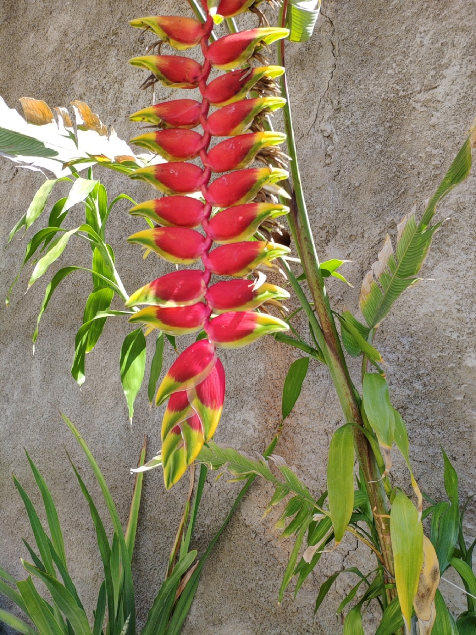 Photo of Hanging Lobster Claw Heliconia (9/12)