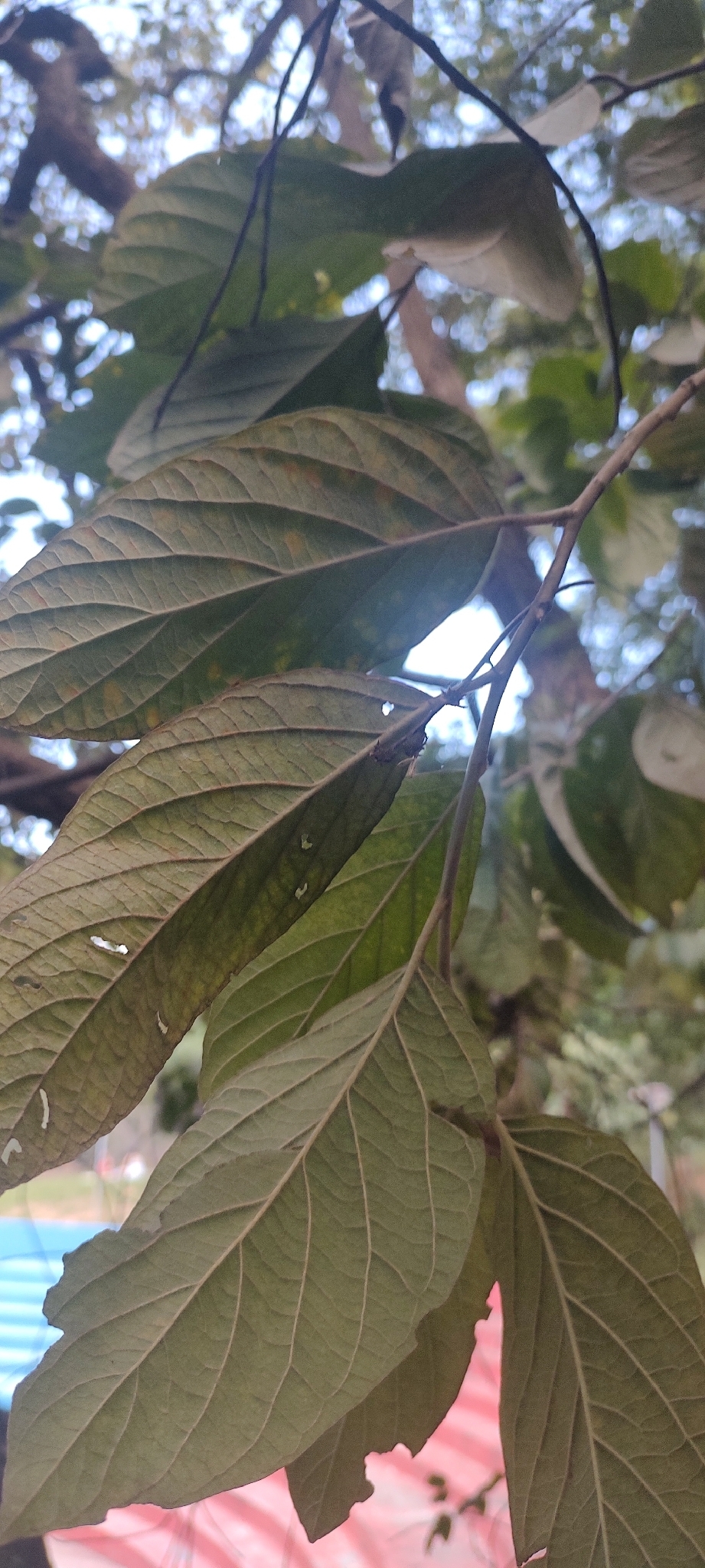 Photo of Moquiniastrum polymorphum polymorphum (2/6)