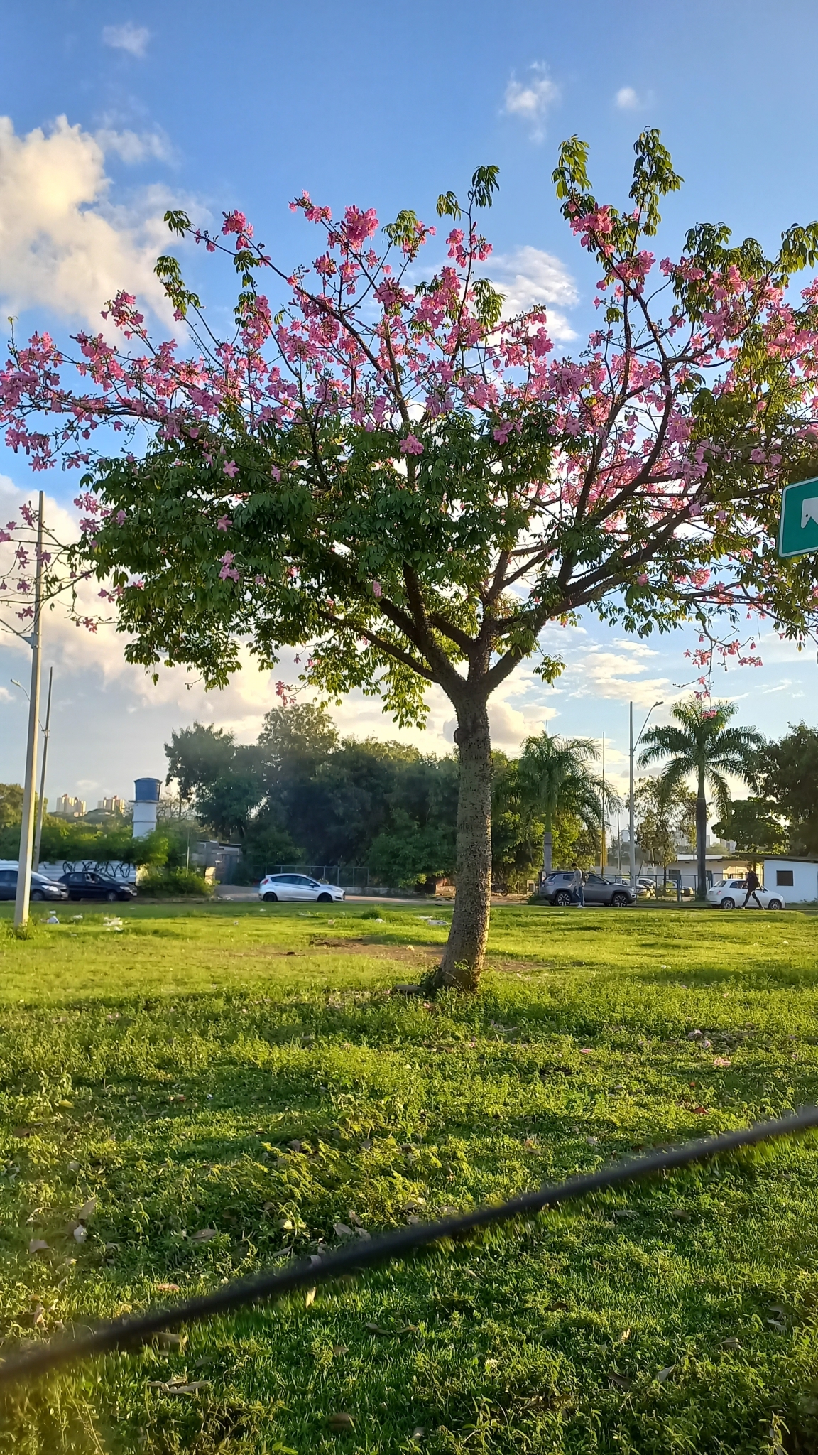 Photo of Silk floss tree (8/12)