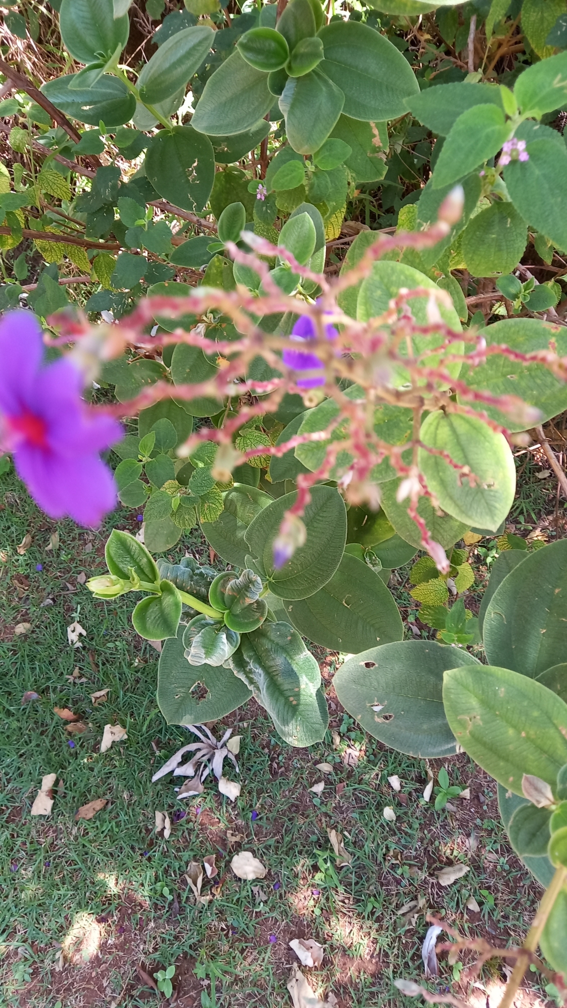 Photo of Tibouchina (5/5)