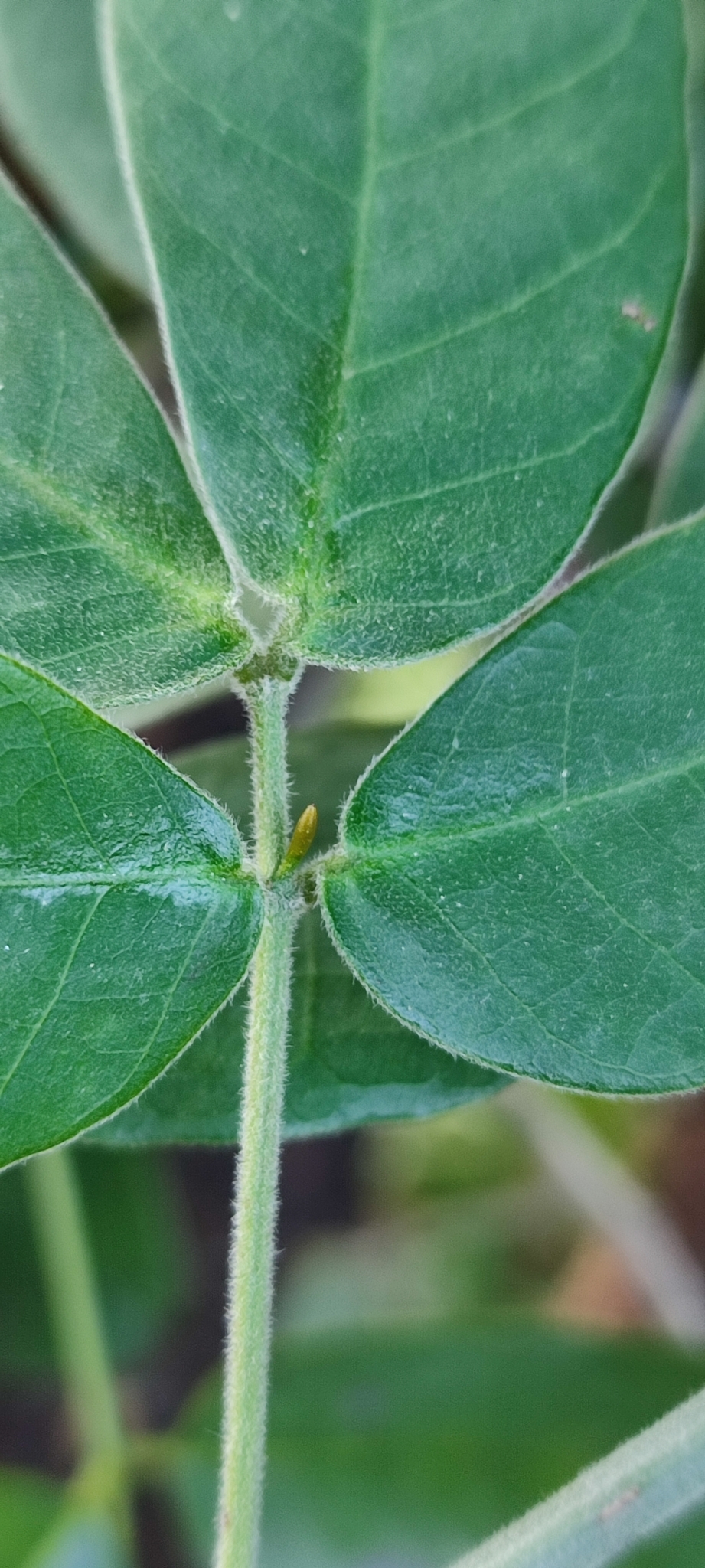 Photo of Senna angulata (7/12)