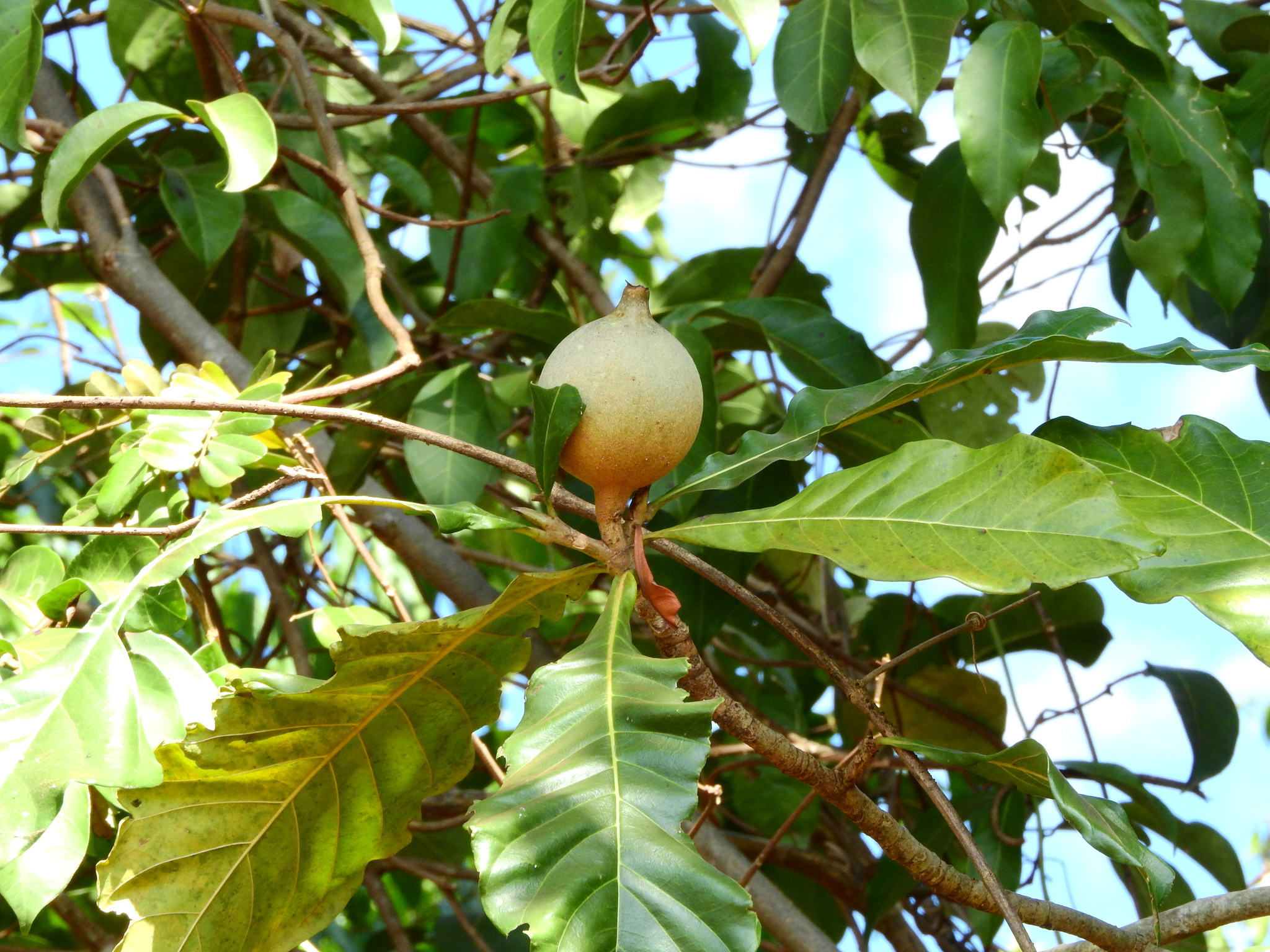 Photo of Genipa americana