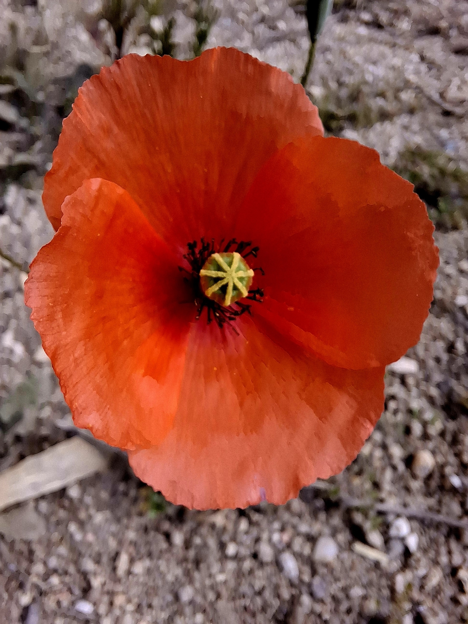 Photo of common poppy (4/12)