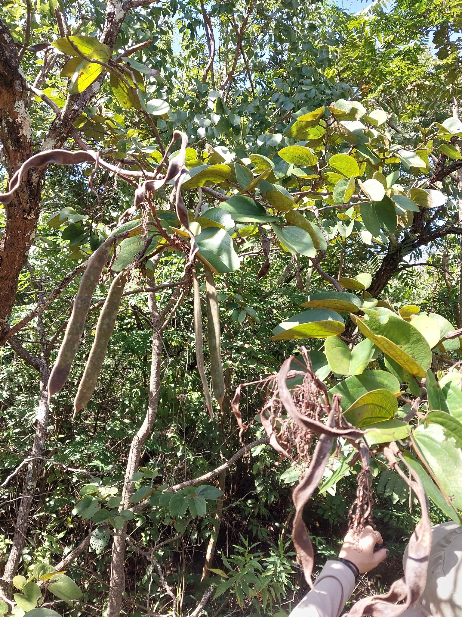 Photo of Bauhinia rufa (8/10)