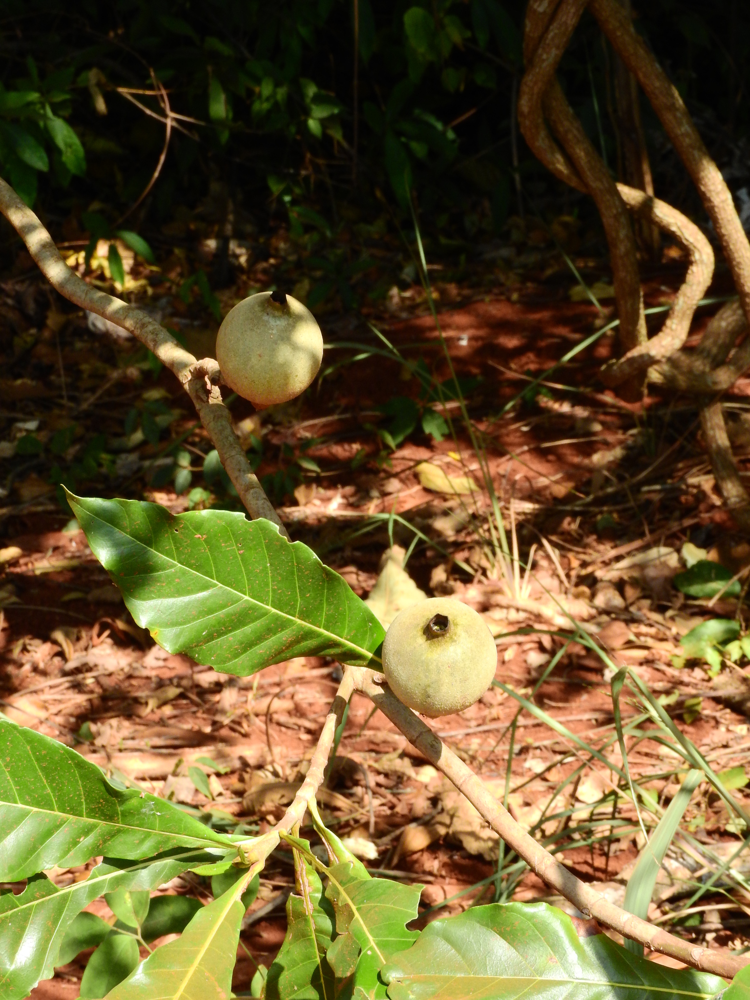 Photo of Genipap Tree (3/6)