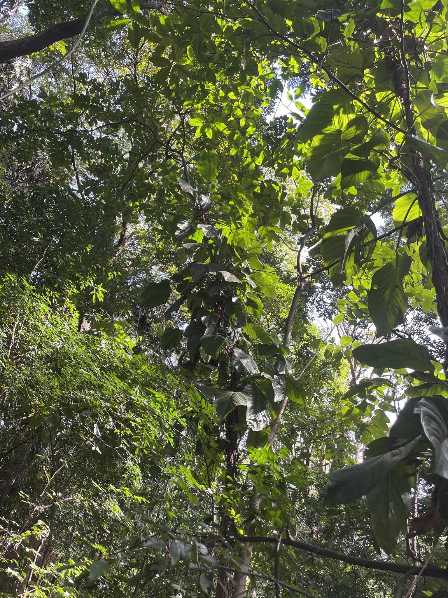 Photo of Monstera adansonii blanchetii (3/8)