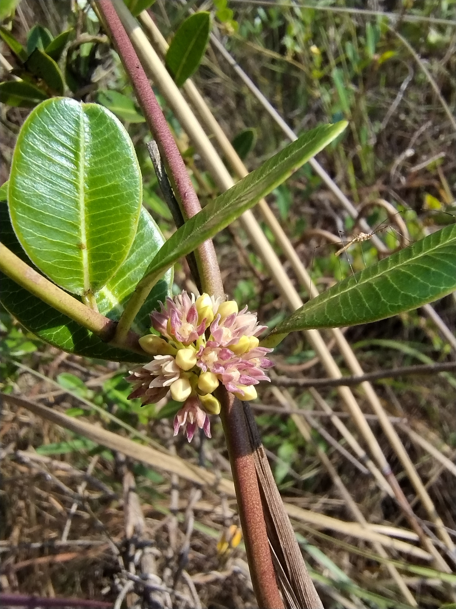 Photo of Ditassa retusa (1/5)