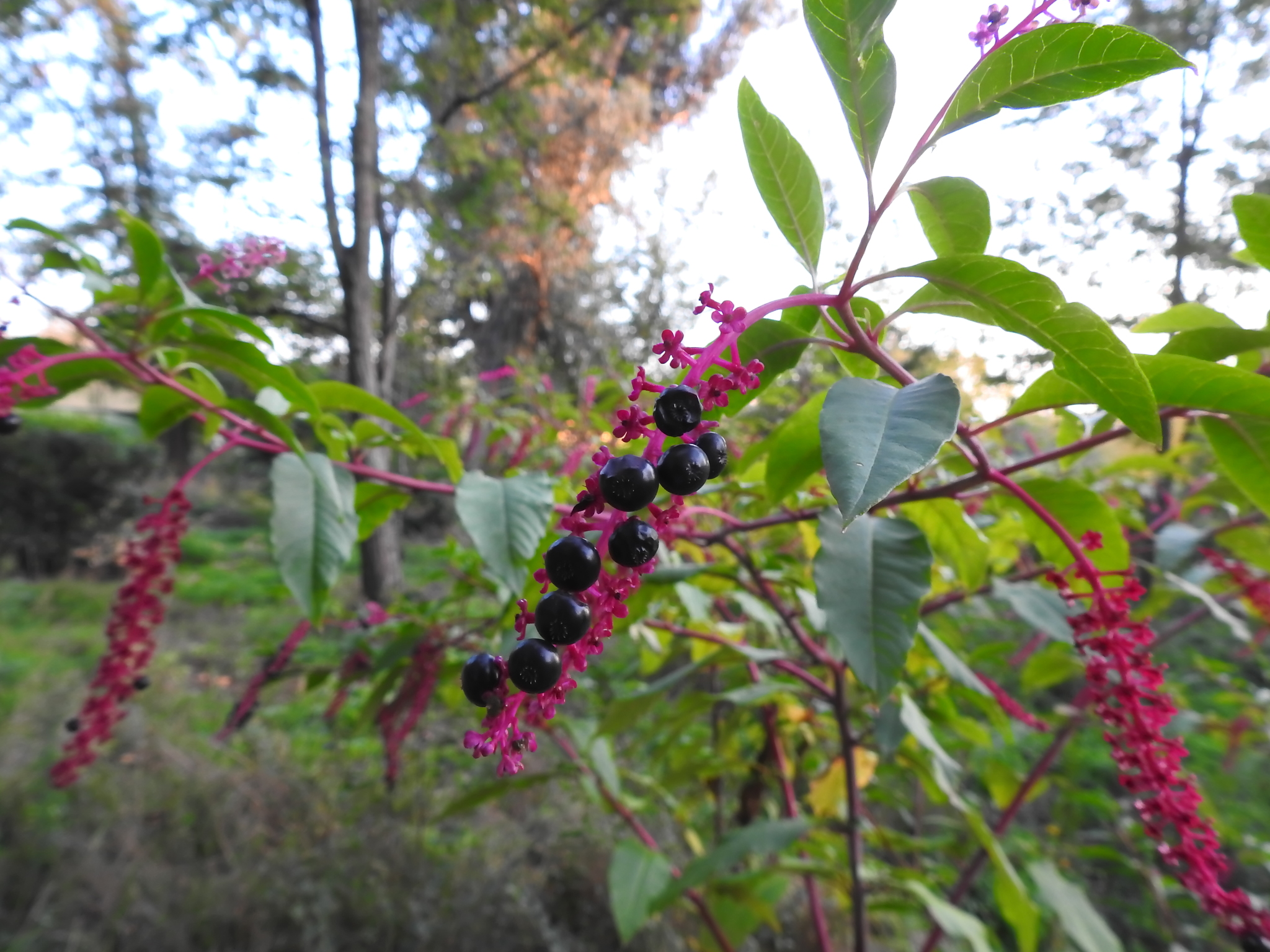 Photo of American pokeweed (1/12)