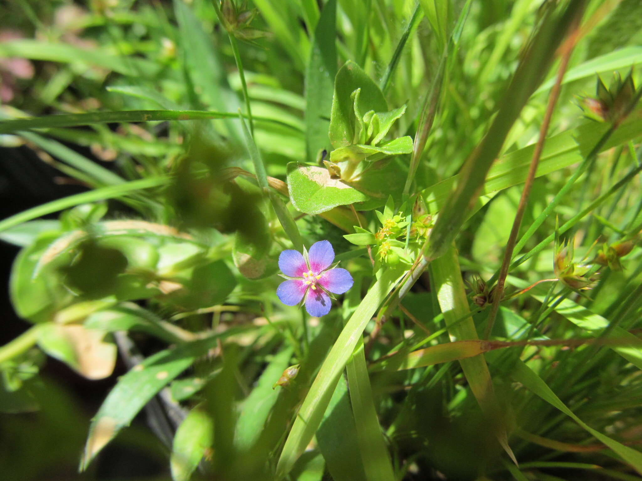 Photo of Blue Scarlet Pimpernel (9/12)