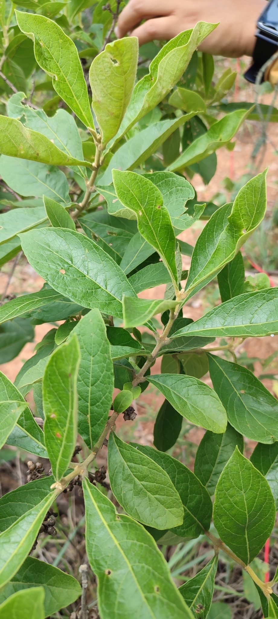 Photo of Aegiphila (3/7)