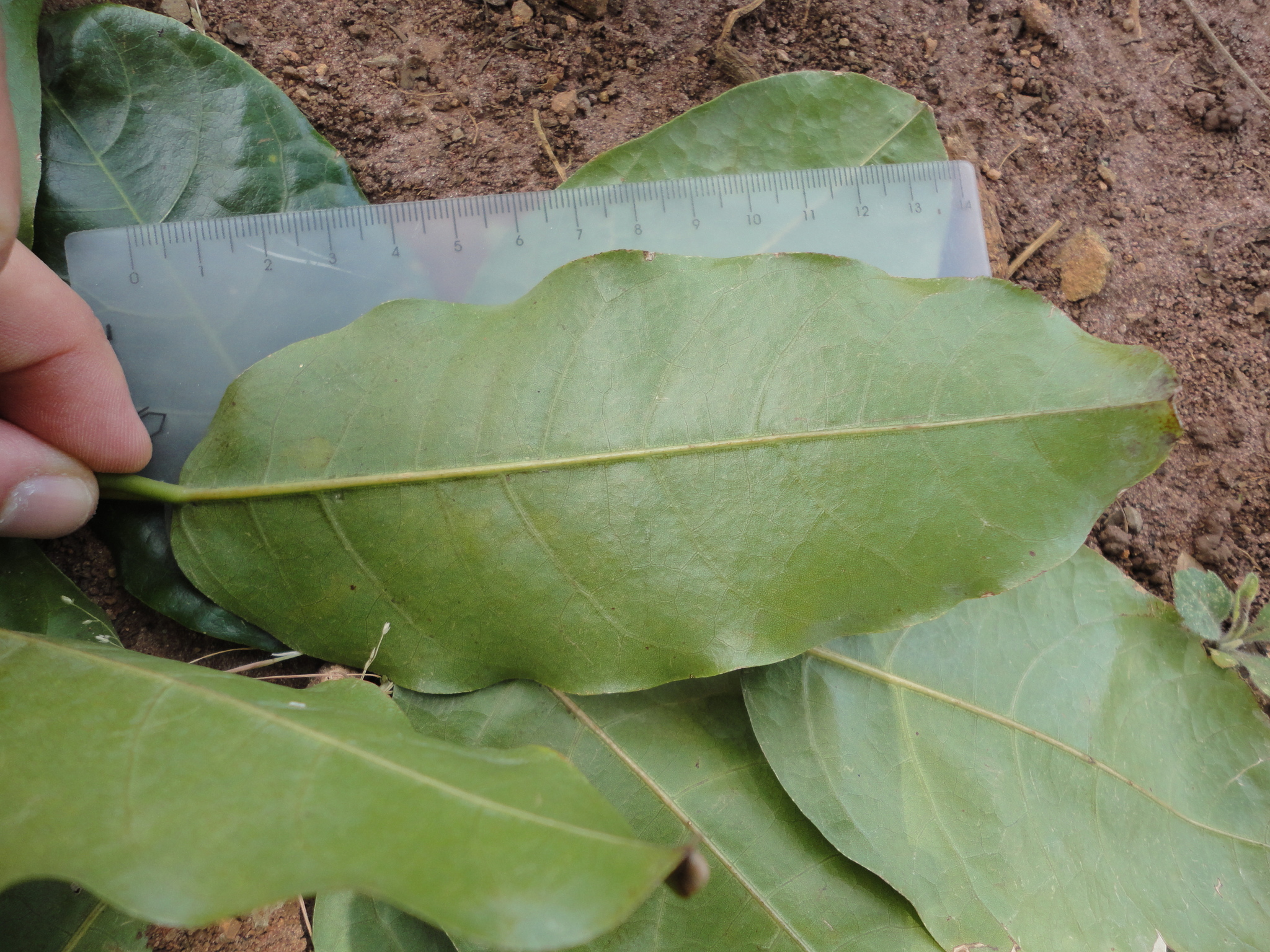 Photo of Erythrina (4/6)