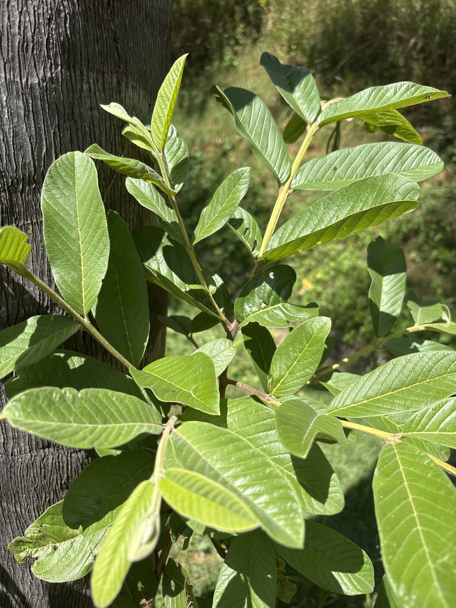 Photo of Common guava (3/12)