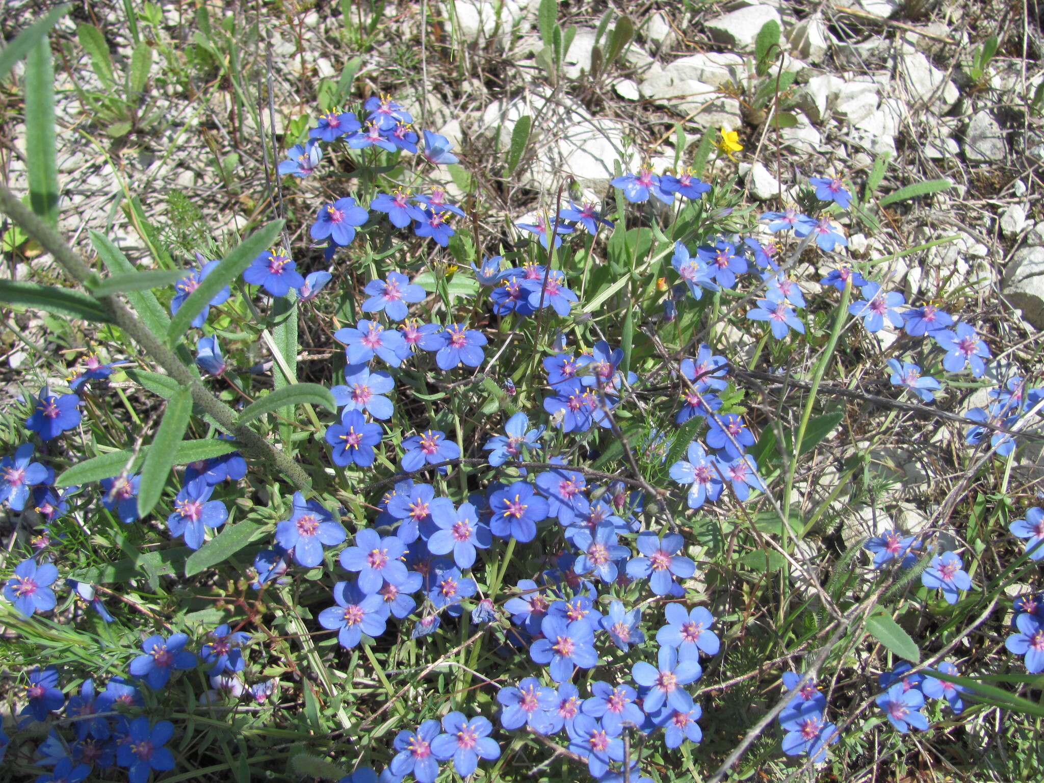 Photo of Flax-leaved Blue Pimpernel (9/12)