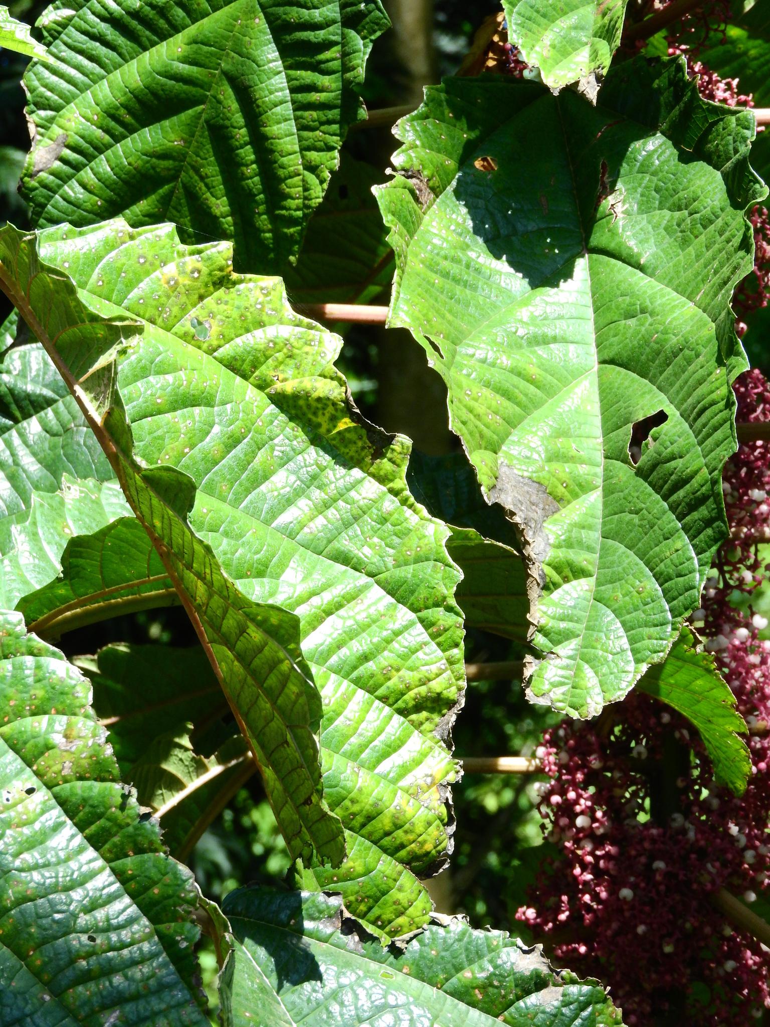 Photo of Scratchbush (4/6)