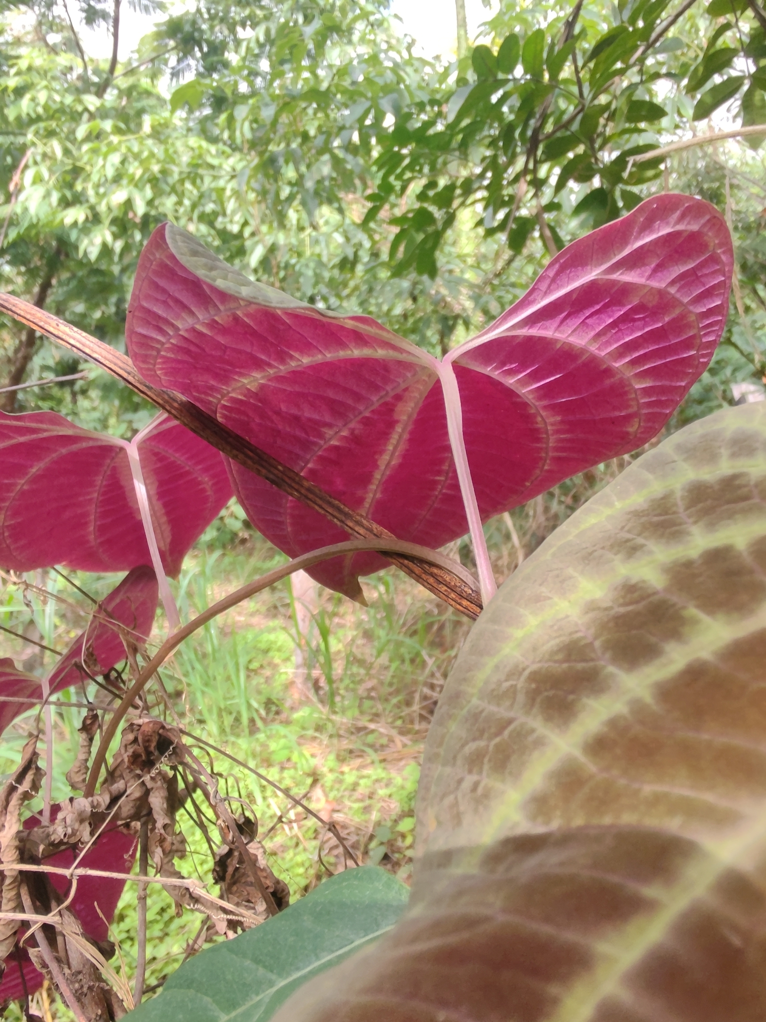 Photo of variegated monkey ball vine (7/8)