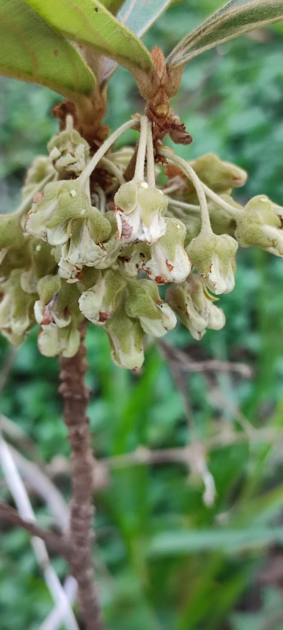 Photo of Pterandra pyroidea (4/8)