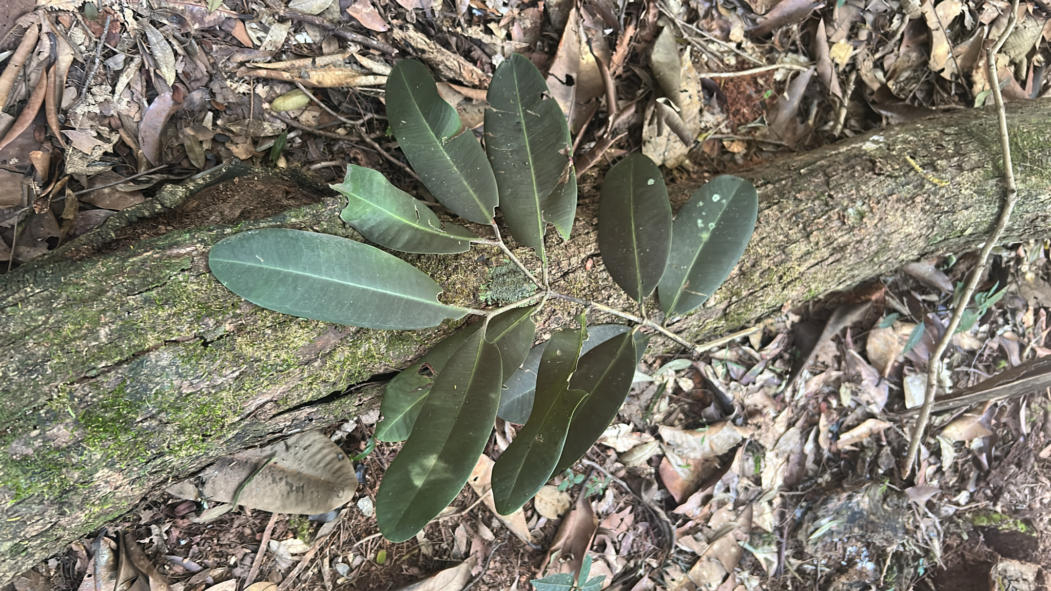 Photo of Brazil Beauty-Leaf (3/7)
